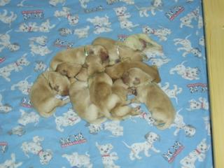 Unsere Golden Retriever Welpen sind am 09. 05. 2021 geboren