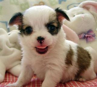 Chihuahuas Welpen ab sofort verfügbar AKC