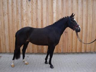 Schöner dunkelbrauner Ponywallach