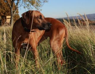 Rhodesian Ridgeback Welpen - Wurf-Planung im Kennel von Lugathoba 06/ 2021