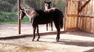 Quarterhorse Stute