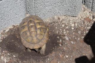 Griechische Landschildkröten NZ 2021