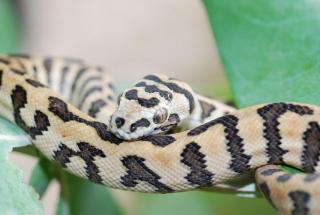 Teppichpython DiamantJaguar Morelia spilotes