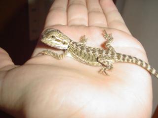 Verkaufe junge Bartagamen Pogona Vitticeps