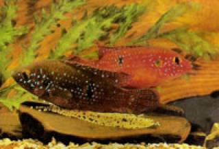 Hemichromis lifalili abzugeben