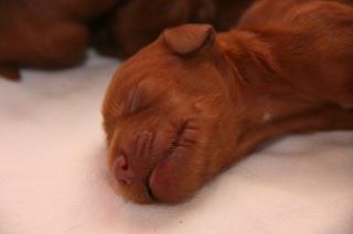 Irish Setter Welpen