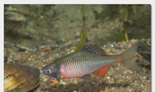 Biotopfische // Fa. Fördefisch