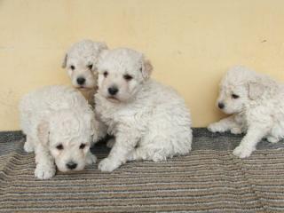 Puli Welpen aus Ungarn