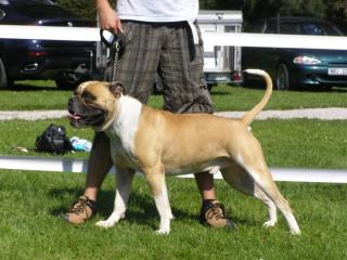American Bulldog Bully Typ Deckrüde