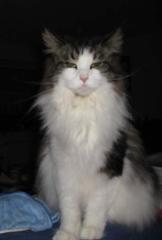Hübsche Maine Coon Diva m. P.