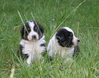 4 Men in Black Australian Shepherd Jungs suchen noch Sie, ja genau Sie/Dich