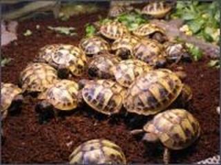 Biete Griechische Landschildkröten Nachzucht 2021