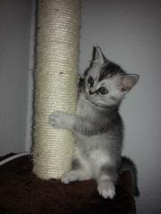 BKH KITTEN
