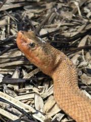 1. 0 Halysotter Gloydius halis caraganus