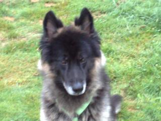 Schäferhund/husky mix abzugeben