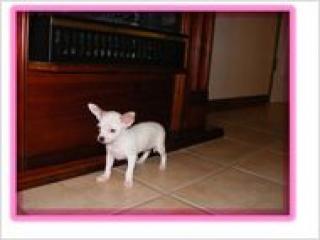 Chihuahua Hundchen zum Verkauf