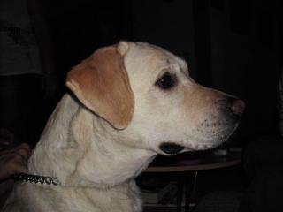 Labrador Redriever Rüde