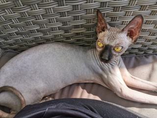 Canadian Sphynx Katzen und Kater
