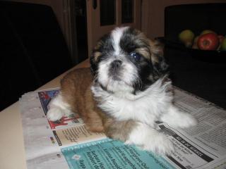 Shih Tzu welpen zu verkaufen