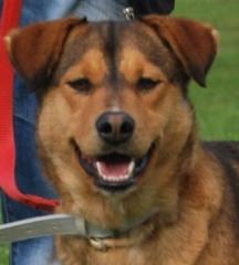 Dalila eine nette und menschenbezogene Hundedame