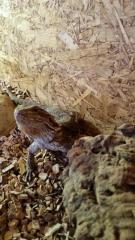 Bartagame