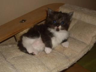 Reinrassige Maine Coon Babys mit Stammbaum