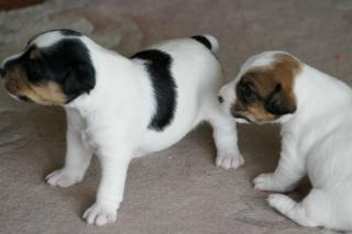 Hundewelpen