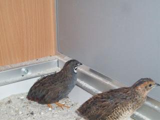 Chinesische Zwergwachteln Coturnix chinensis chinensis