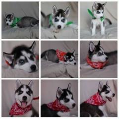 WUNDERSCHÖNE reinrassige Siberian Husky welpen
