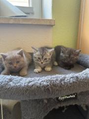 Noch 3 süße BKH Kitten suchen ab Anfang September ein neues zu Hause