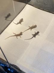 Bartagame Babys
