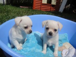 Weiße kuschelige Chihuahuas