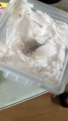 Verkaufe Lasidora parahybana