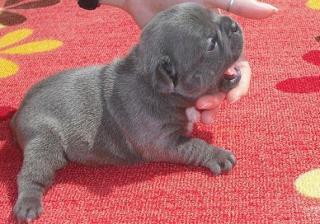 BLAUE Französische Bulldog und Mops Welpen