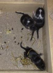 Süße Wüstenrennmaus Jungtiere 6 Wochen alt
