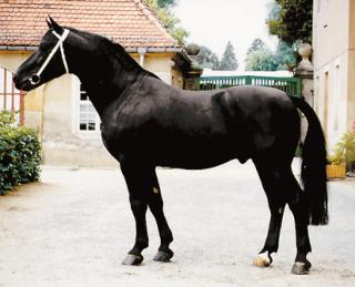 Suche dringend Reitbeteiligung