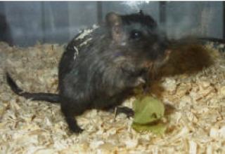 Degus und wüstenmäuse zu verkaufen