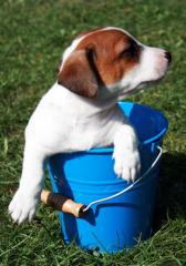 Jack Russell Welpen