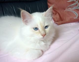 Süßes Birmakaterchen in Cream-point