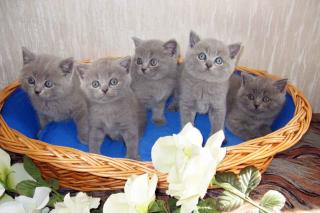 BKH Babies, supersüss, reinrassig