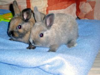 Babykaninchen