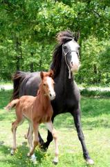 DCC Kentucky Cocoa gaited Curlyhorse Spitzenpreis
