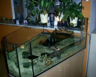 2 Wasserschmuckschildkröten reinschauen lohnt sich