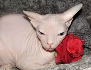 Don Sphynx