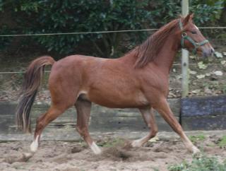 Hübscher Reitponywallach