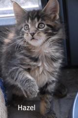 Knuffige Maine Coon Zwerge suchen neue Dosenöffner