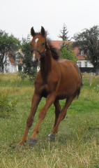 Jährlingshengst mit bester Springabstammung sucht dringend
