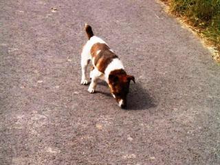 Hohe Belohnung Jack Russell Rüde gestohlen