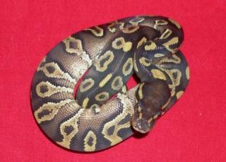 Königspython Yellow Belly Mojave