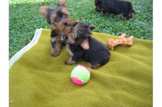 2 Yorkie Welpen zu verkaufen